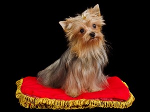 Dog Grooming Broome - Royal dog on red cushion against black background