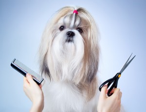 Shih tzu dog grooming. On blue and white background.